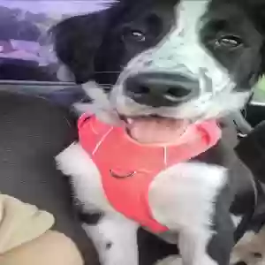 lost male dog wilbur