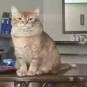 lost male cat aj