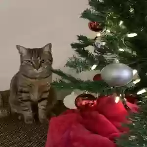lost male cat louie