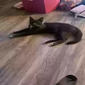 lost male cat fenrir