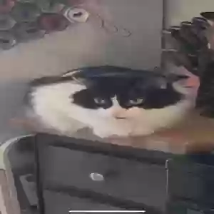 lost male cat jake