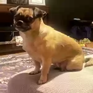 lost female dog gracie
