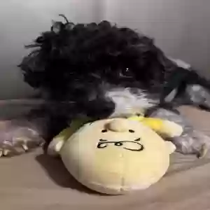 lost male dog bailey