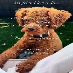lost male dog boo