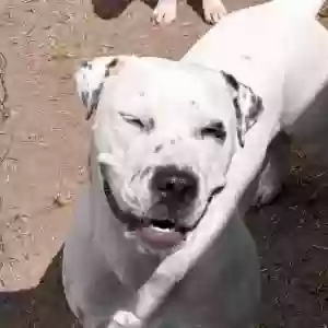 lost female dog anoka