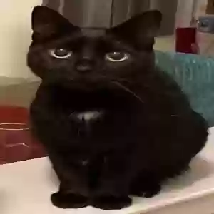 lost female cat frida