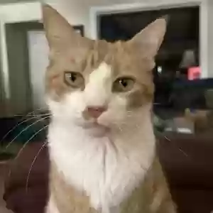 lost male cat haku