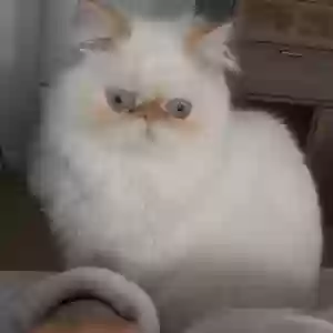 lost male cat bento