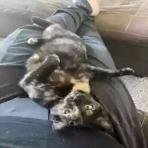 lost female cat tostada