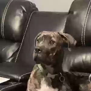 lost female dog bella