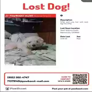 lost male dog killo