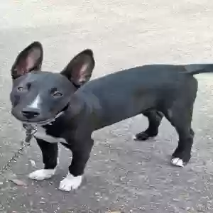 lost female dog ruby