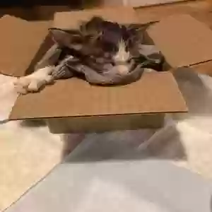 found unknown cat unknown