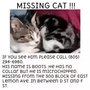 lost male cat boots