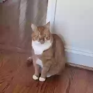 lost male cat tony