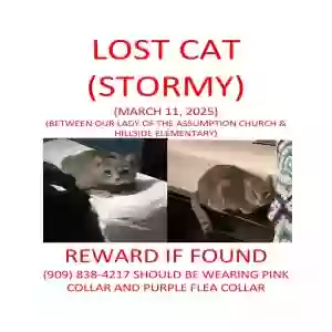 lost female cat stormy