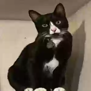 lost female cat misty