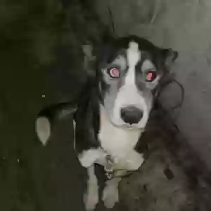 lost female dog unknown