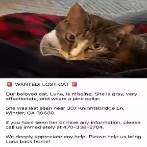 lost female cat luna peña