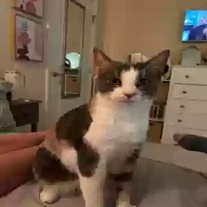 lost female cat gigi