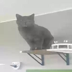lost male cat monty