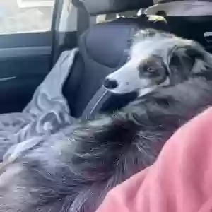 lost male dog apollo