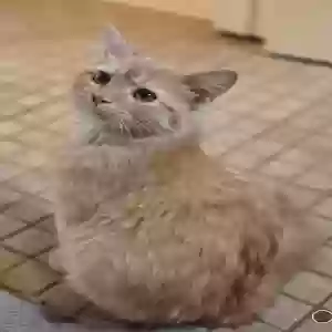 lost female cat harper