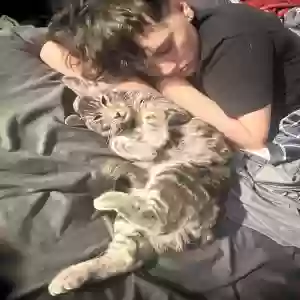 lost male cat tito