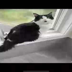 lost male cat frankie