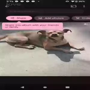 lost female dog love