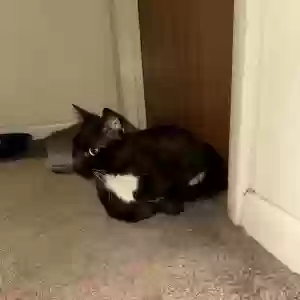 found male cat unknown