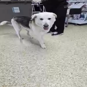 found male dog unknown