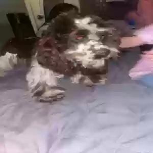 found female dog unknown
