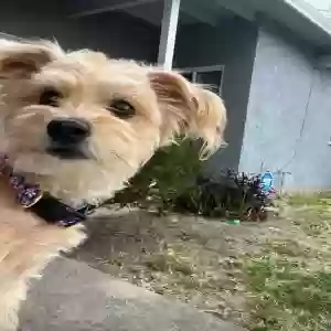 lost female dog rollie