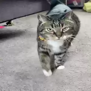 lost female cat kit cat