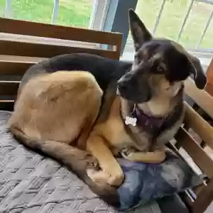 lost female dog lilo