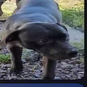 lost male dog rocky