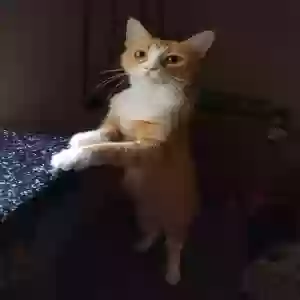 lost female cat ruby