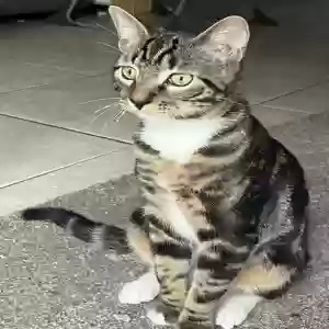 lost male cat sam
