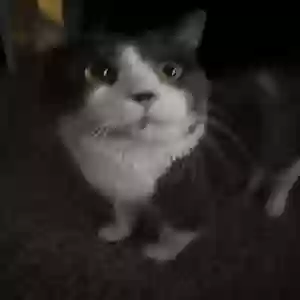 lost male cat milo