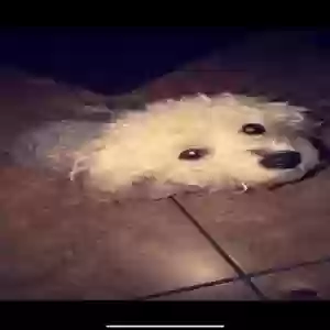 lost male dog mr. big (biggie)
