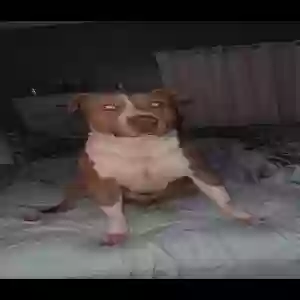 lost male dog bandit