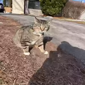 lost male cat osiris