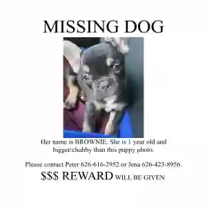 lost female dog brownie/penny