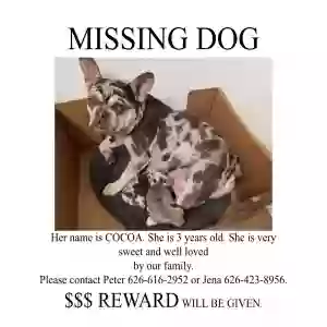 lost female dog cocoa