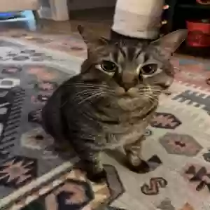 lost male cat willy