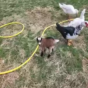 lost female dog violet goat she is a pygmy baby goat