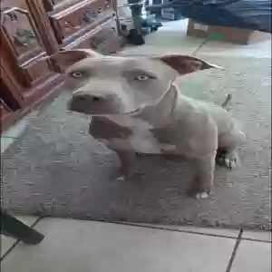 lost female dog hela