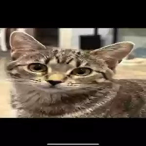 lost female cat praise