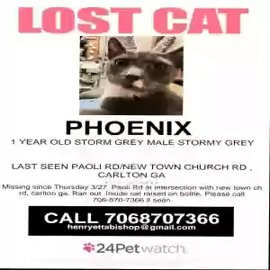 lost male cat phoenix